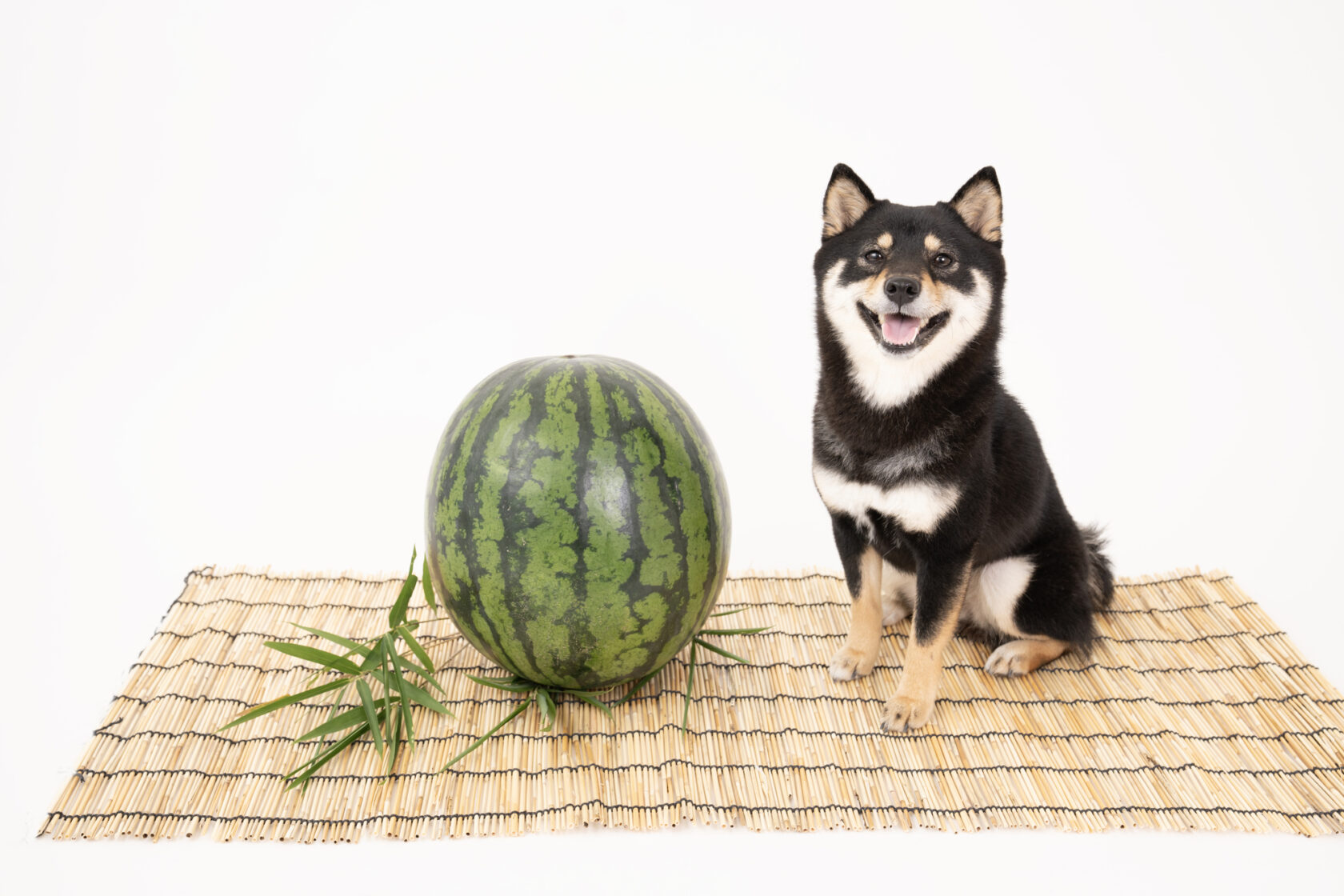 犬 スイカ 食べ て いい