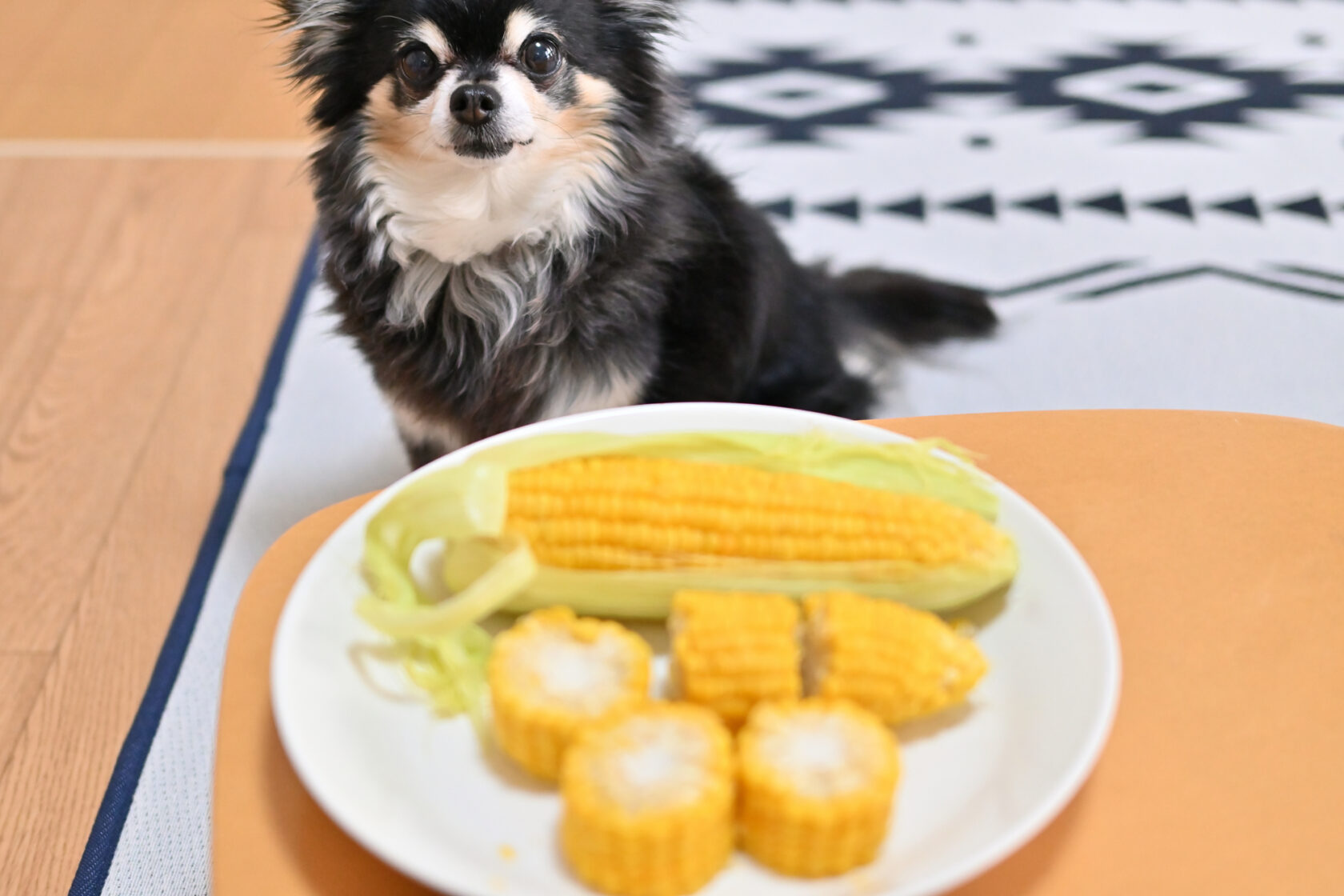 犬 に トウモロコシ