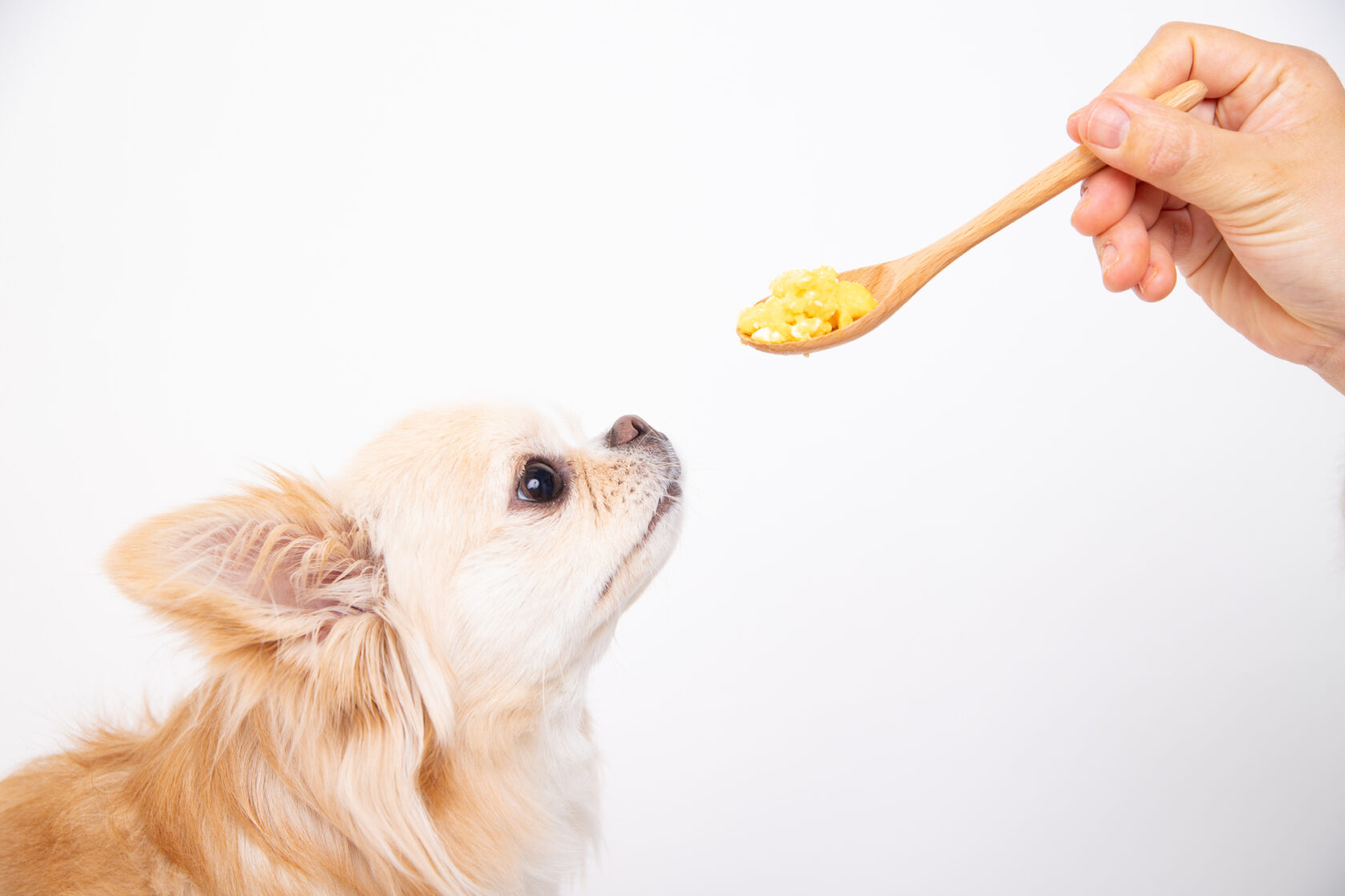 犬 ゆで 卵