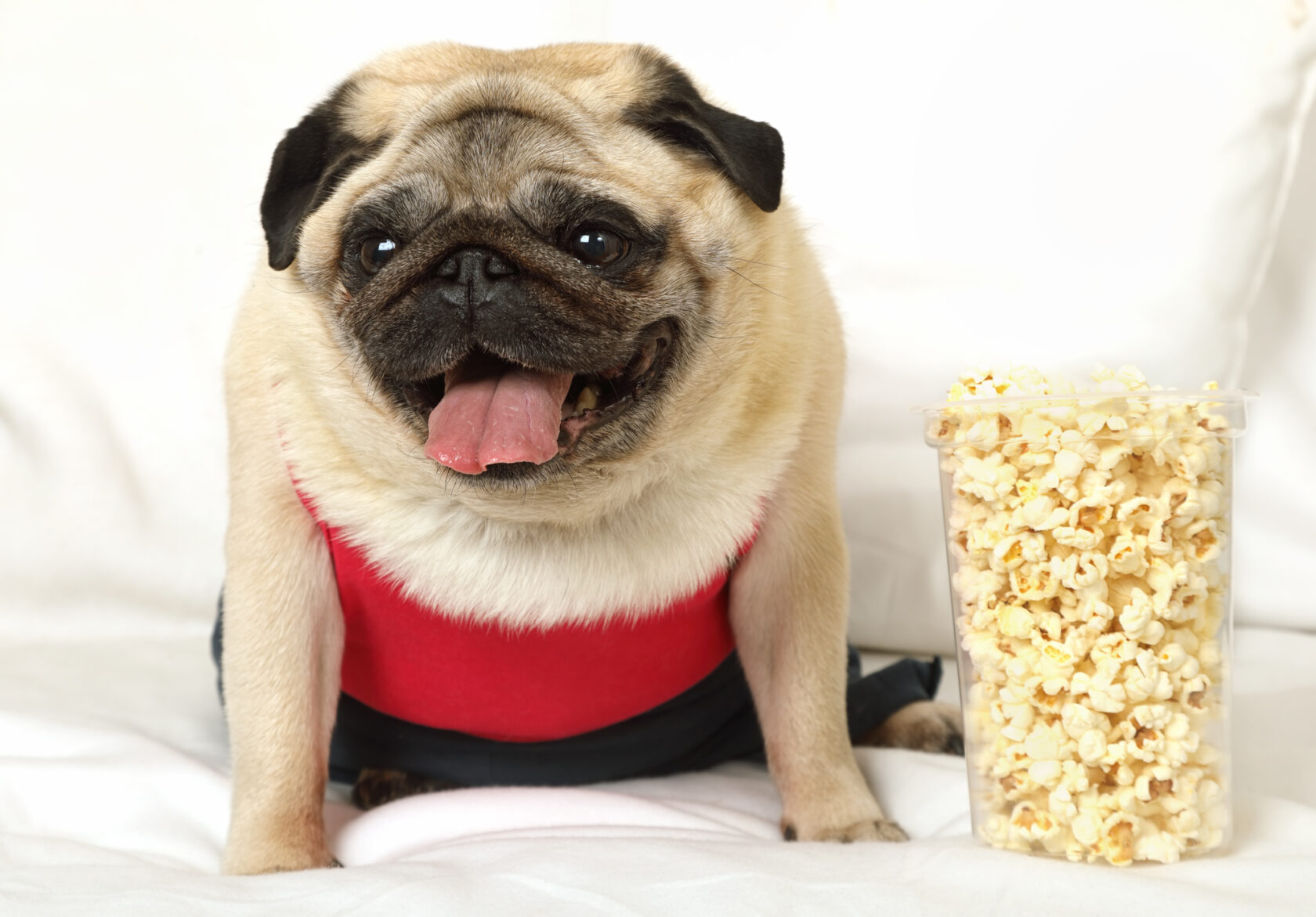 犬にポップコーンをあげてもいい？あげ方と注意点を解説 | 犬猫生活