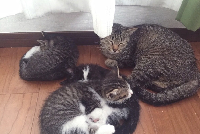 代表の佐藤が連れて帰った野良猫が、数日後に出産。ペット事業で起業をしようと決意