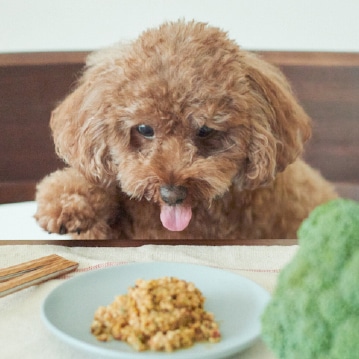 犬用「手作りごはん」を販売開始