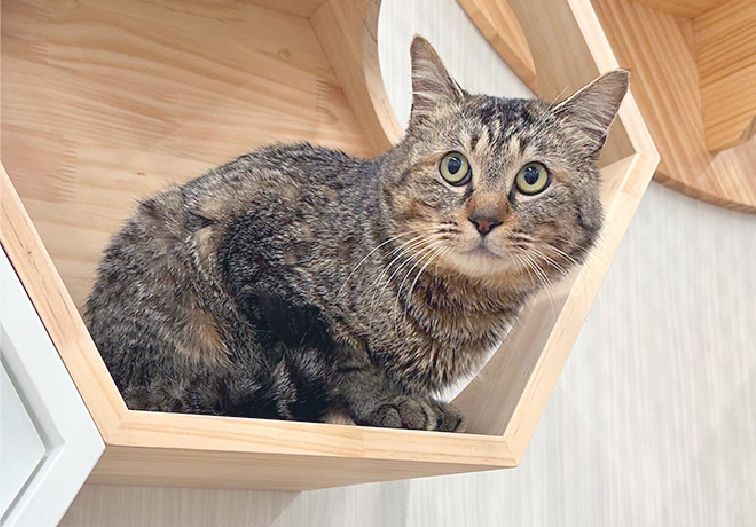 ホームセンター常設型の保護シェルター「犬猫タウン吉岡 にゃんこシェルター」を群馬県北群馬郡吉岡町のジョイホン吉岡店内に開設