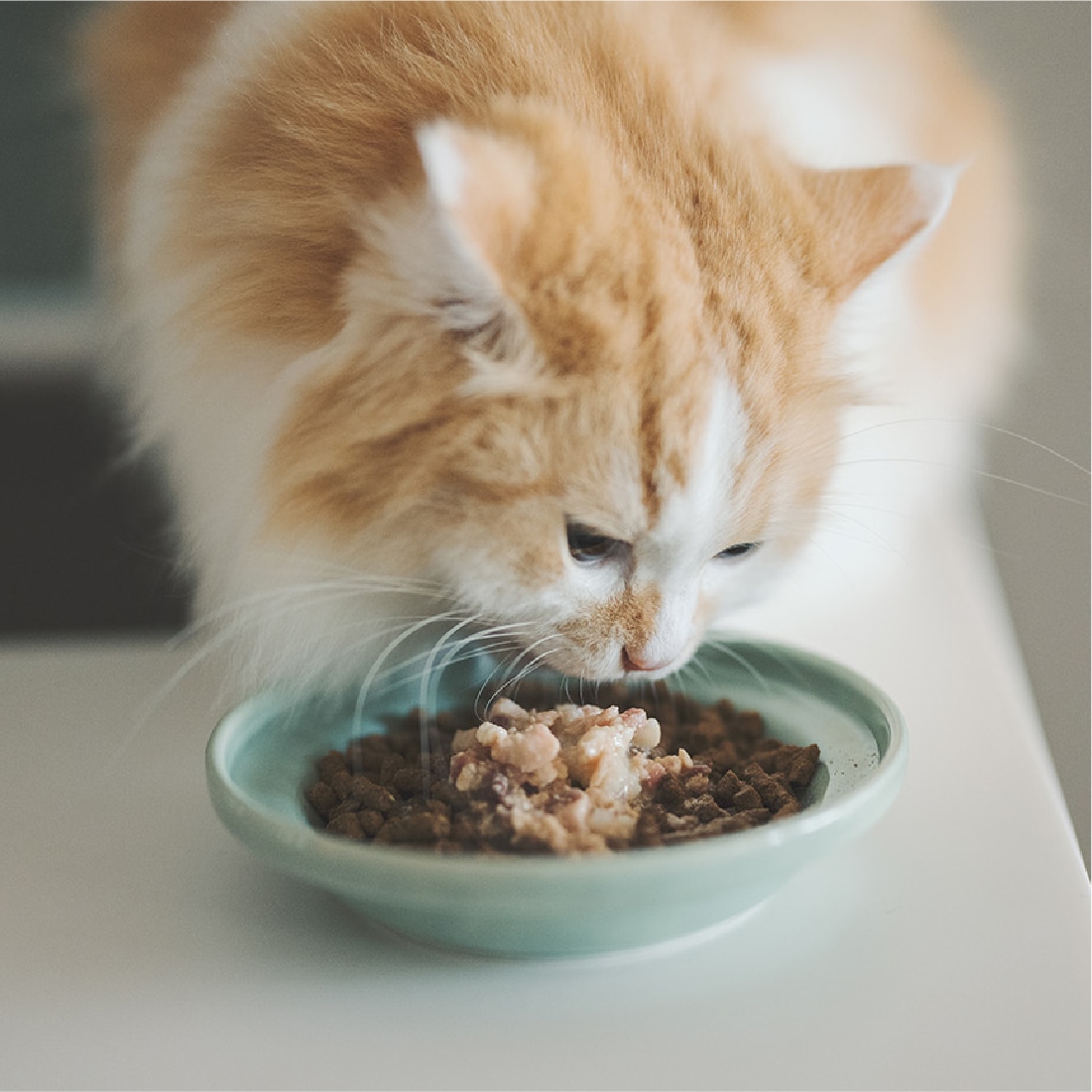ねこちゃんの食事